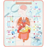 İç Organlar Sistemi Keçe Pano