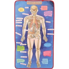 İskelet Sistemi Keçe Pano