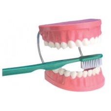 Diş Fırçalama Modeli