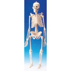 İskelet Modeli (46 cm)