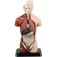 İnsan Vücudu (8 Parça) 27 cm