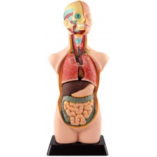 İnsan Vücudu (11 Parça) 50 cm