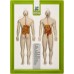 Kabartma Anatomi Atlası A4