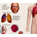 Kabartma Anatomi Atlası A4