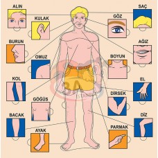 Vücudumuz Puzzle