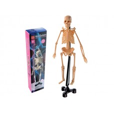 İskelet Modeli 46 cm